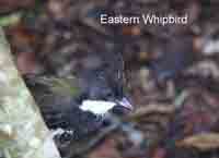 Whipbird